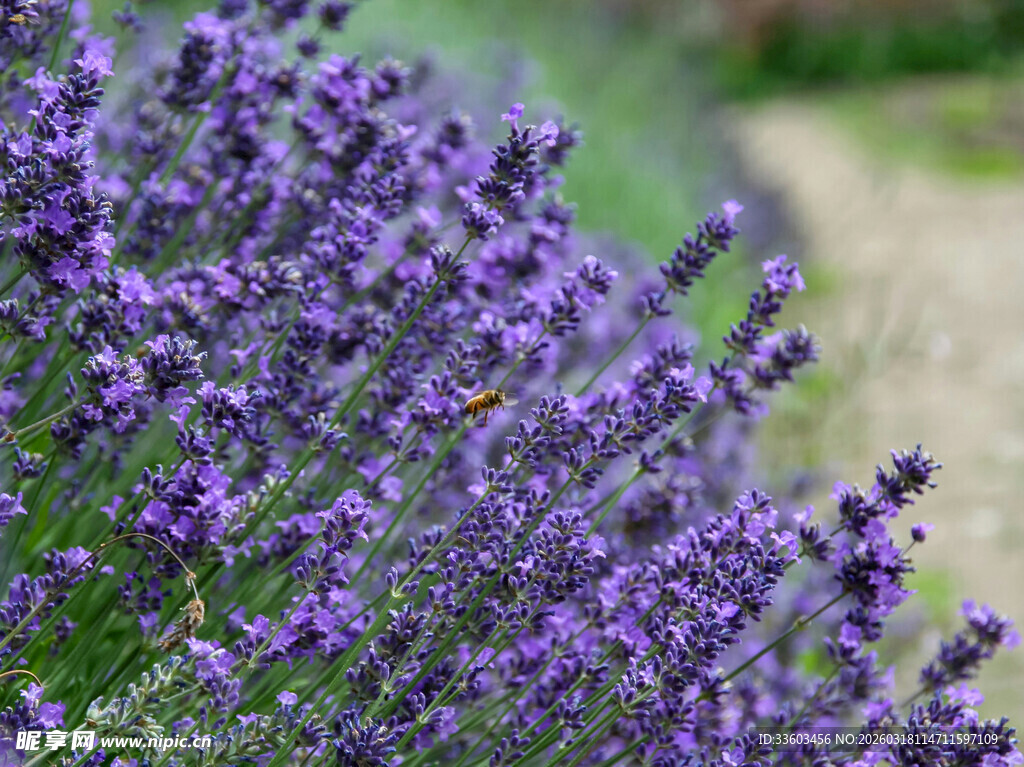 紫色薰衣草花丛特写
