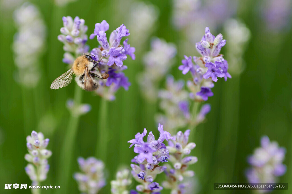 蜜蜂采蜜于薰衣草花丛