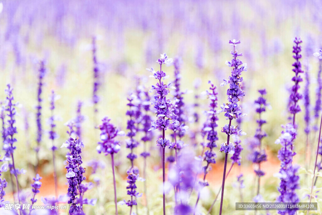 浪漫紫色薰衣草花田