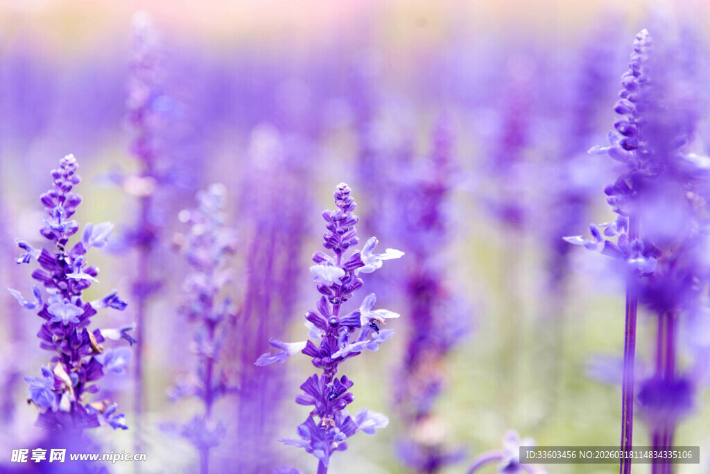 浪漫紫色薰衣草花田