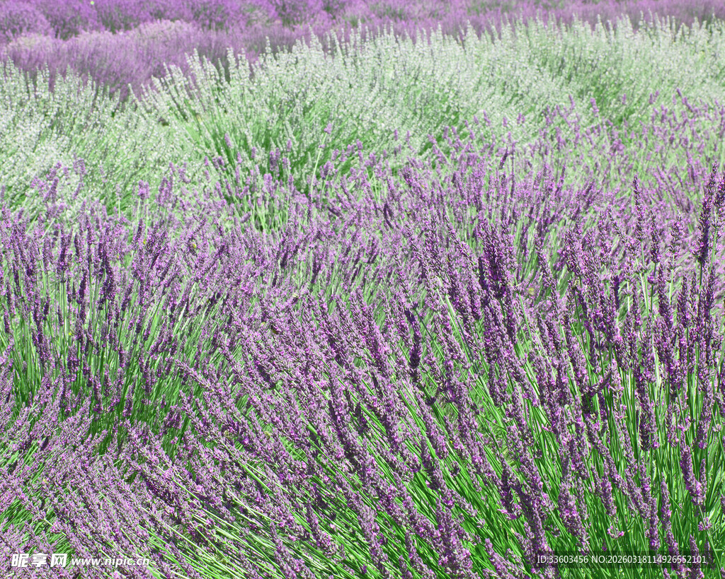 紫色薰衣草花田美景
