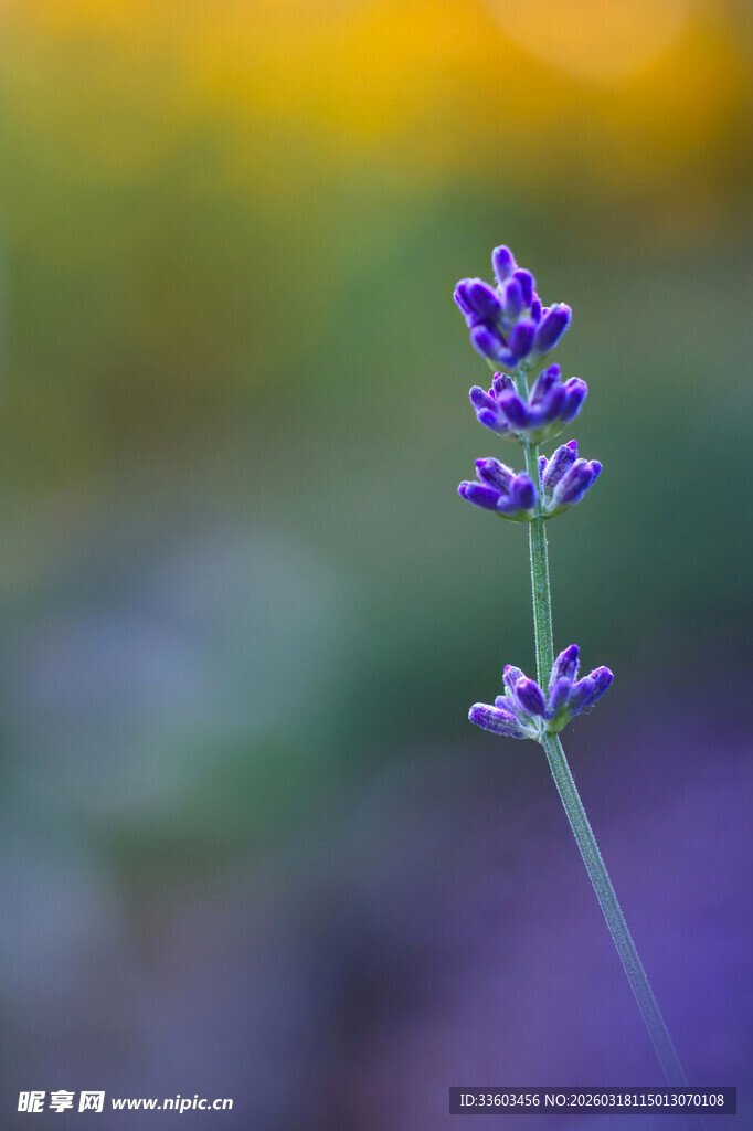 一枝紫色薰衣草特写