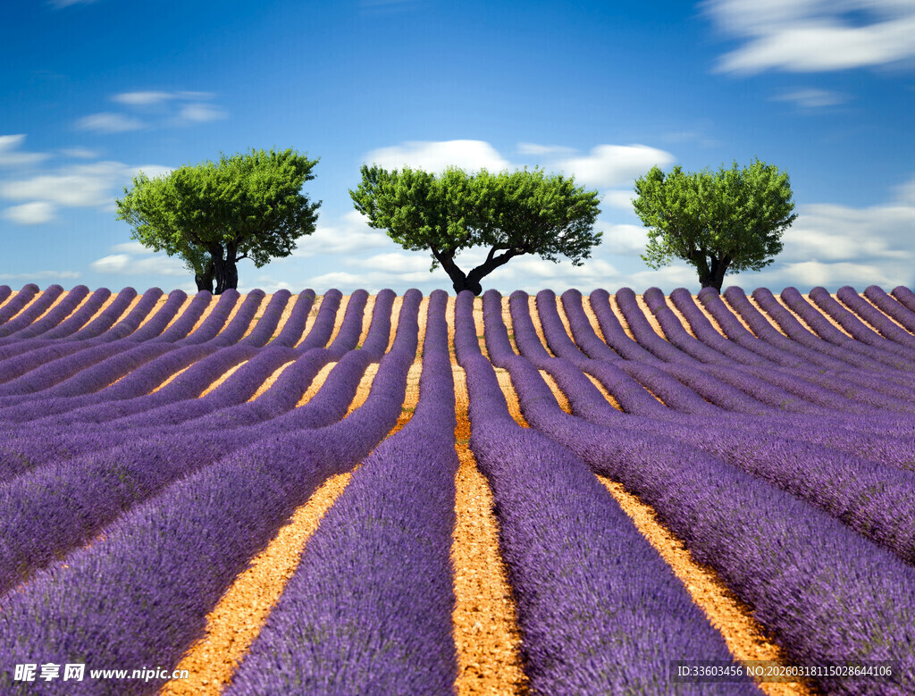 紫色薰衣草田与绿树景观