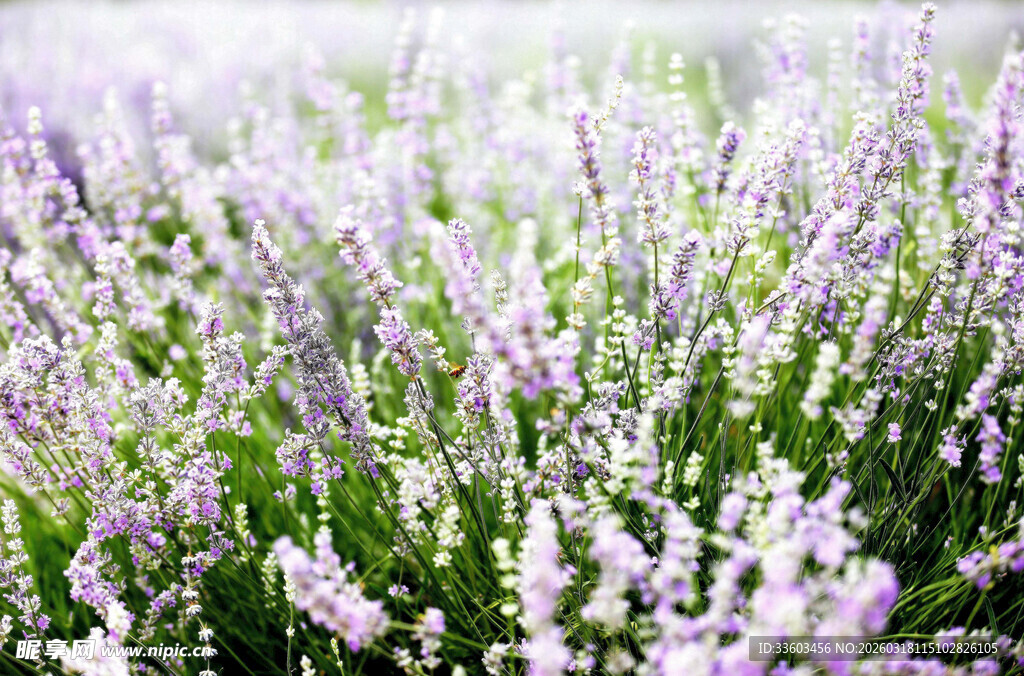 浪漫紫色薰衣草花田