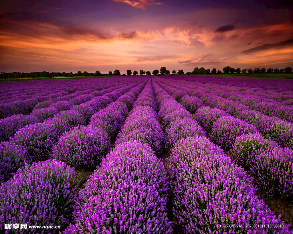 紫色薰衣草田的梦幻黄昏