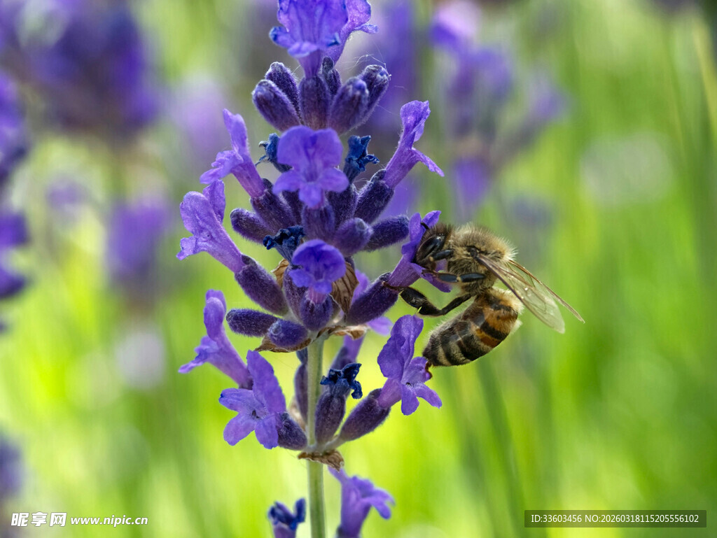 蜜蜂采蜜于紫色薰衣草间