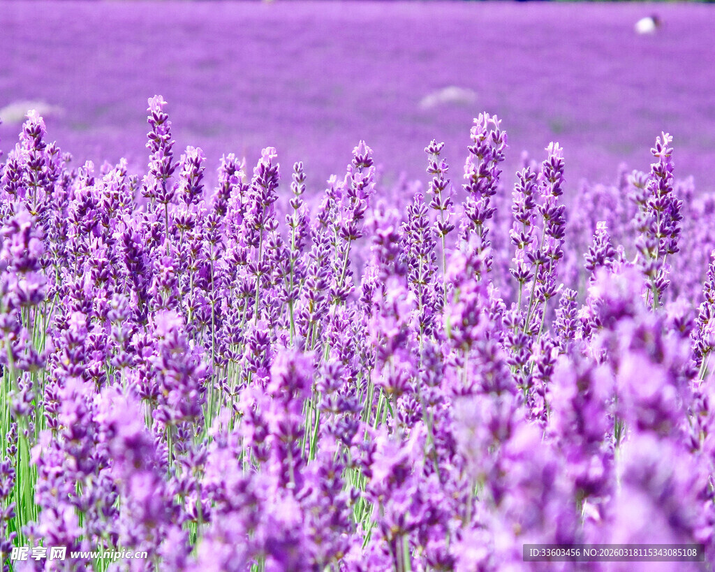紫色薰衣草花海美景