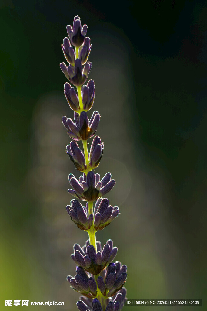 紫色薰衣草特写
