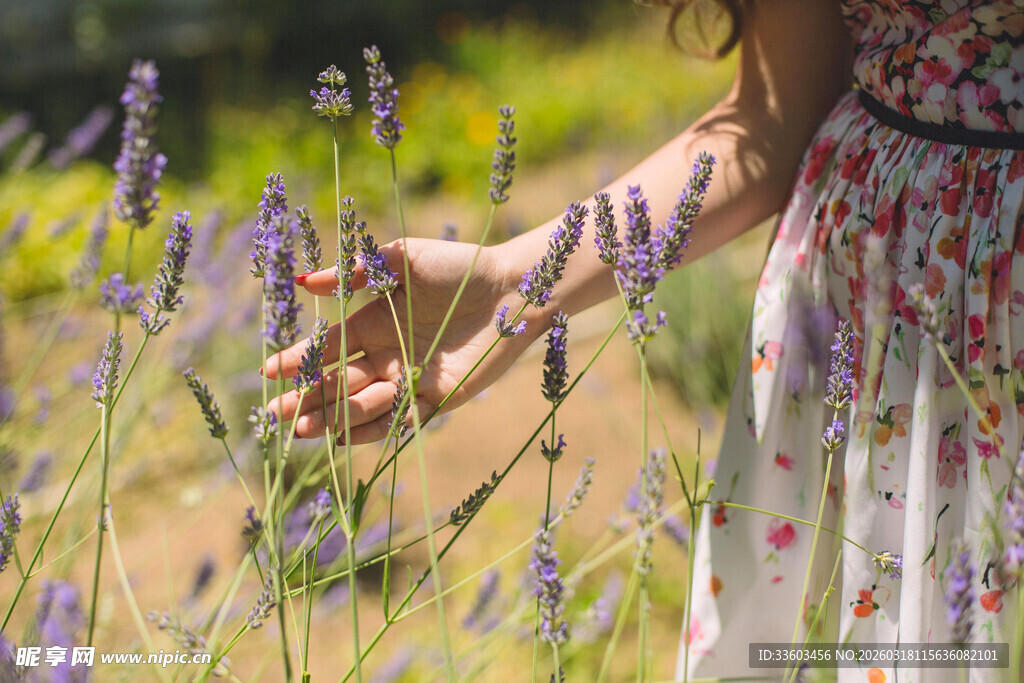 女子轻触薰衣草花丛