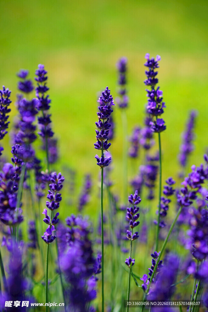 紫色薰衣草花海