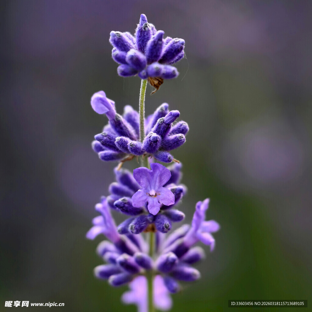 紫色薰衣草特写