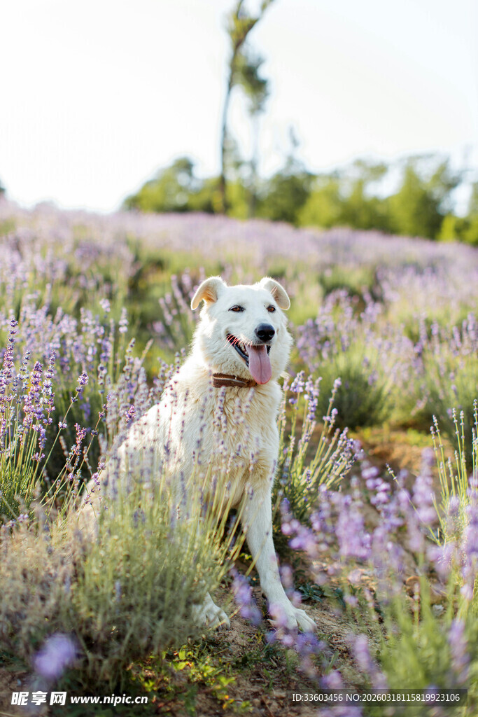 薰衣草田中的欢乐狗狗
