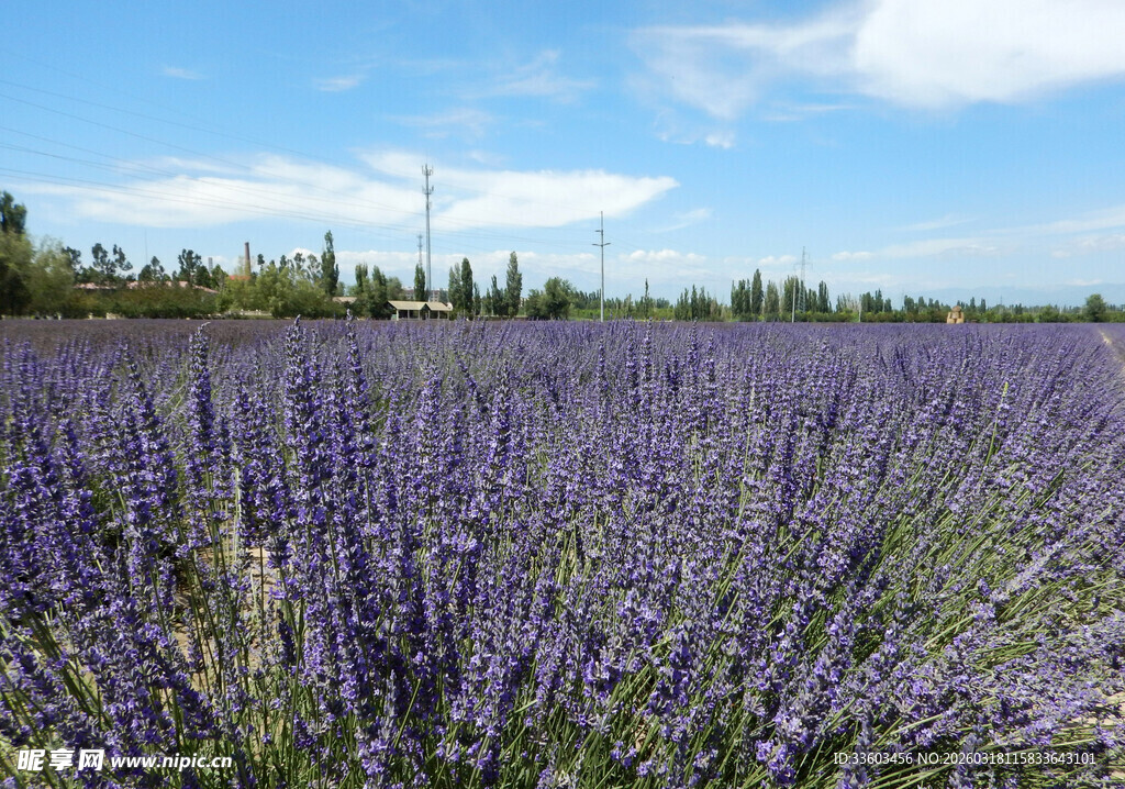 紫色薰衣草花海美景