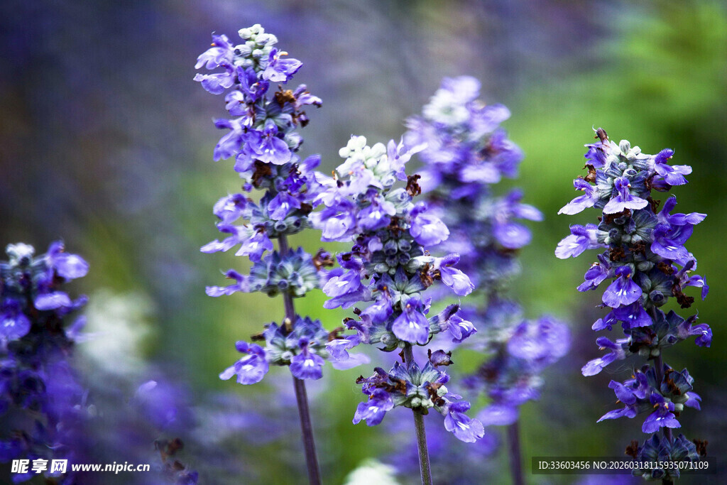 浪漫紫色薰衣草花束