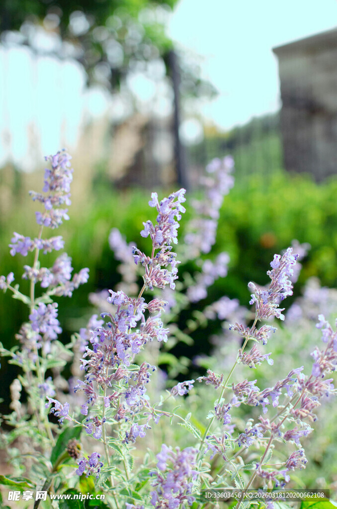 紫色小花绽放于绿意间