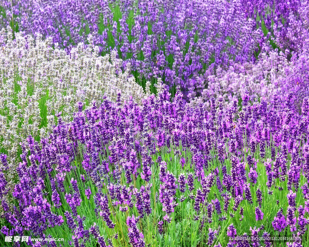 紫色薰衣草花海美景