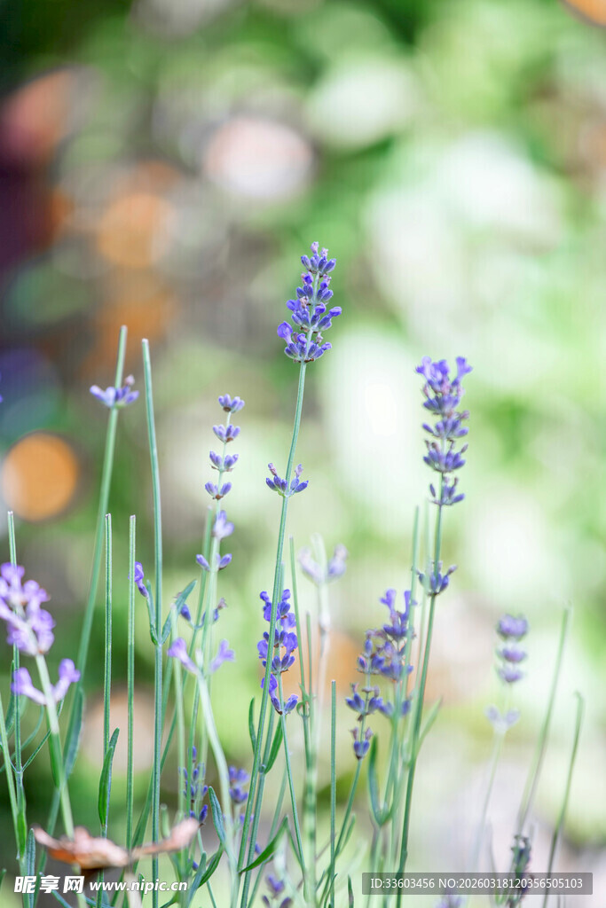 紫色薰衣草花丛特写