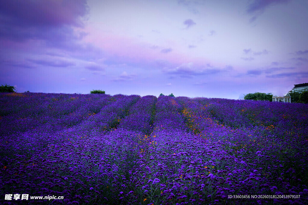紫色薰衣草田的梦幻景致