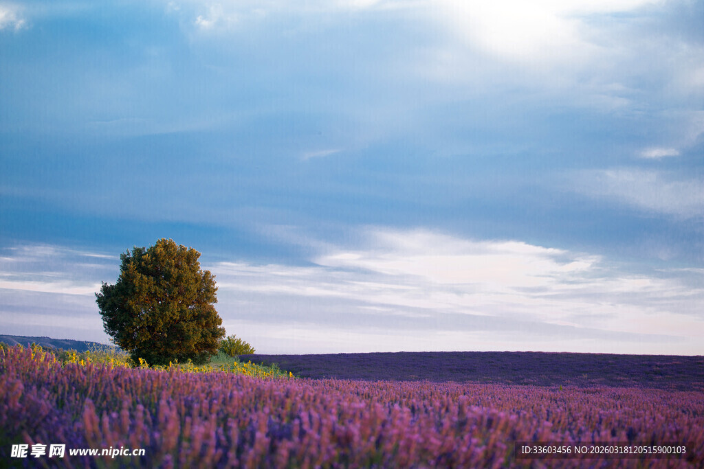 紫色薰衣草田中的孤独树木