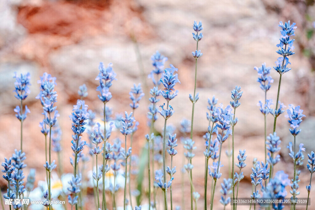 紫色薰衣草绽放的美丽