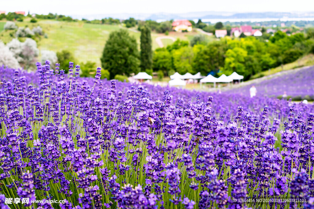 紫色薰衣草花田美丽景致