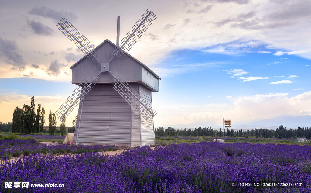 紫色花田中的白色风车