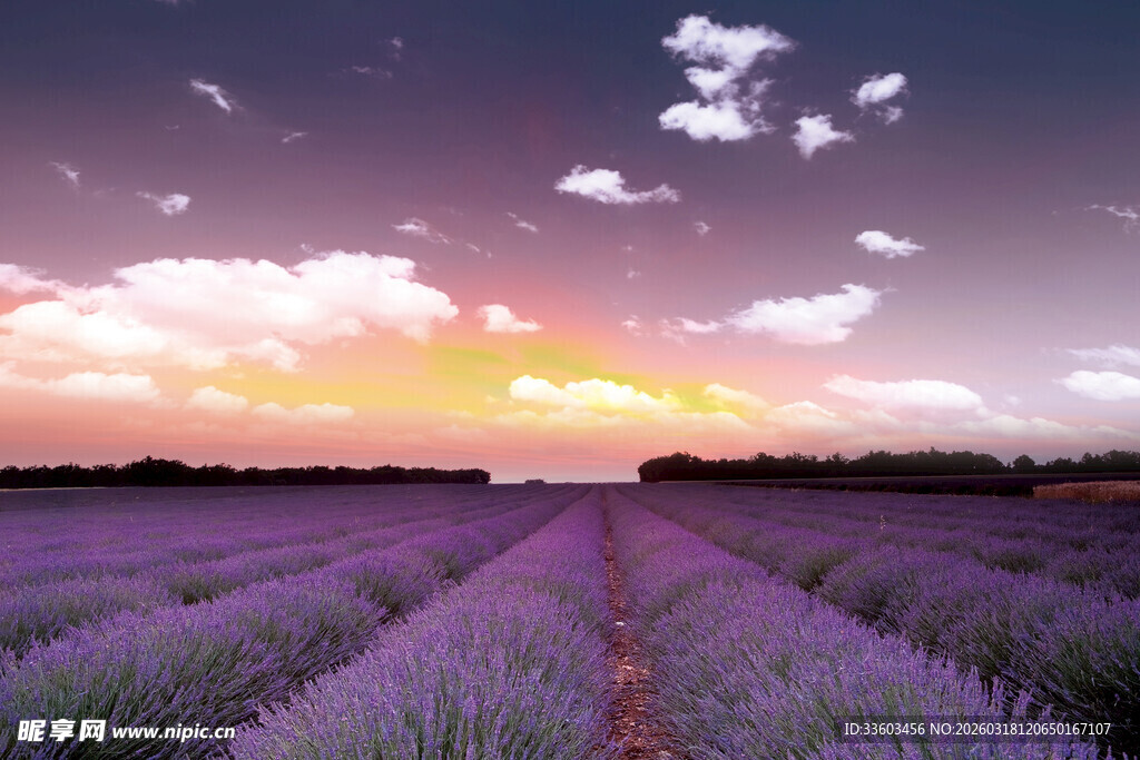 紫色薰衣草田的梦幻日落
