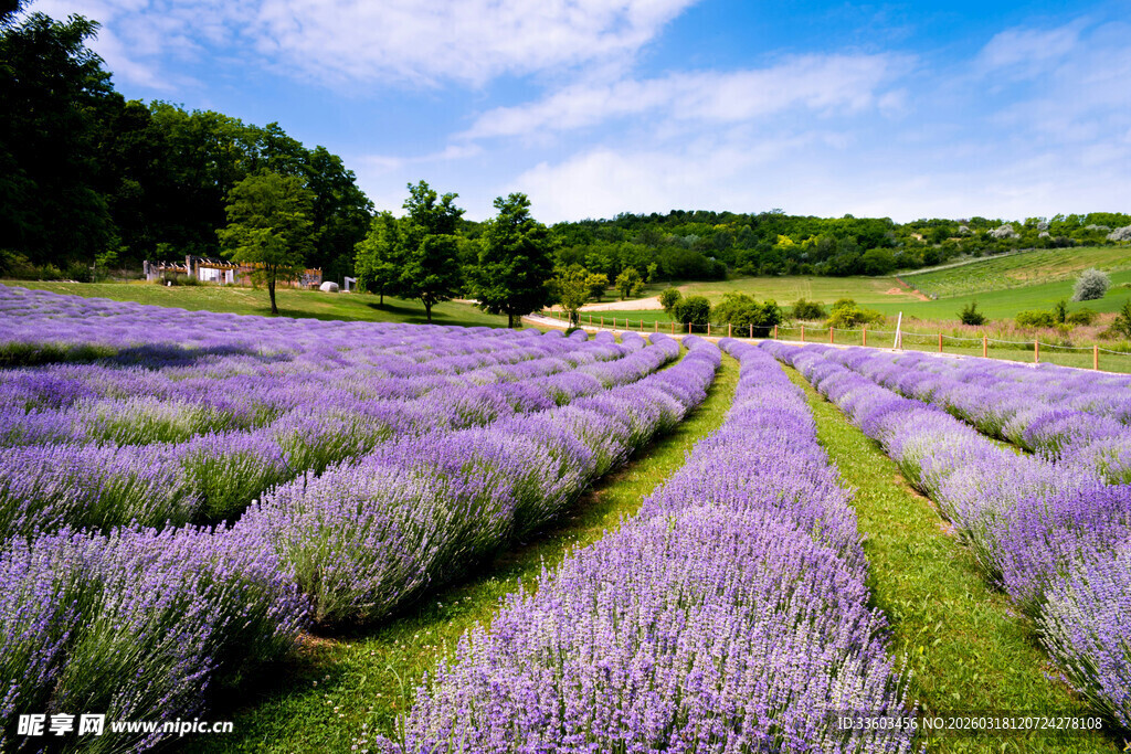 紫色薰衣草田的美丽风光