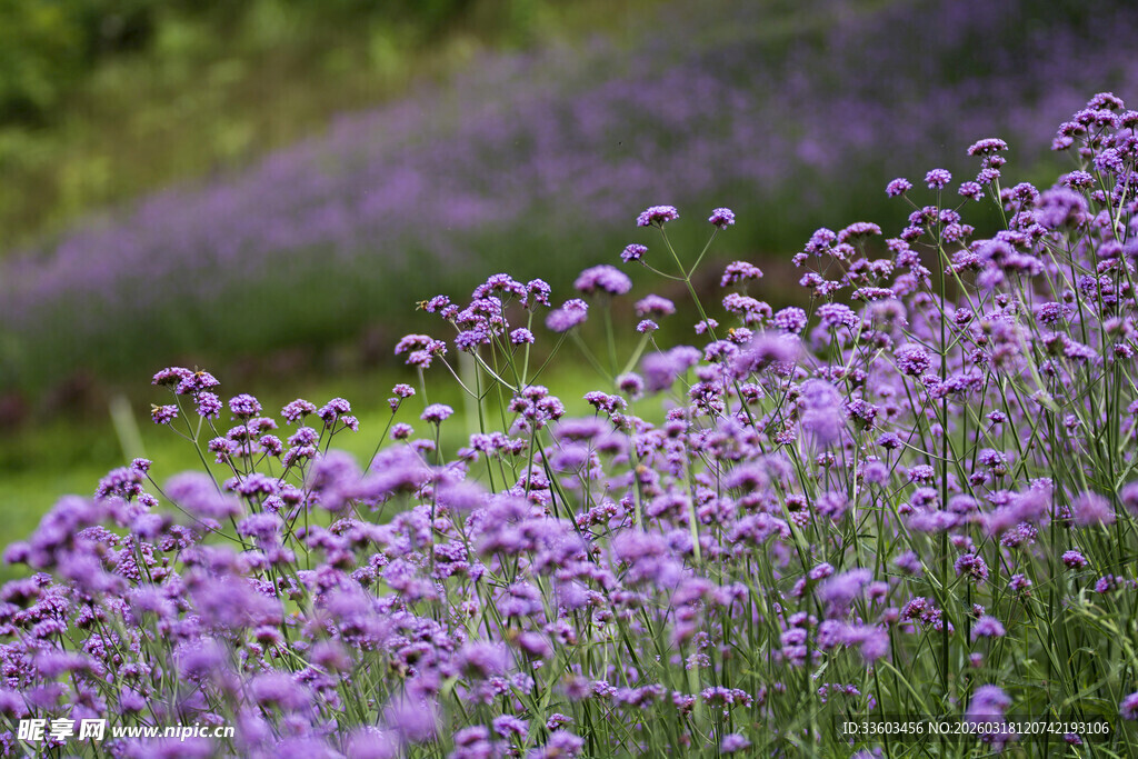 紫色花海绽放迷人景致