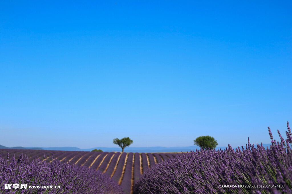 紫色薰衣草田与远方双树