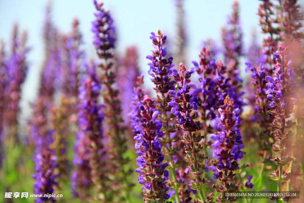 紫色薰衣草花海