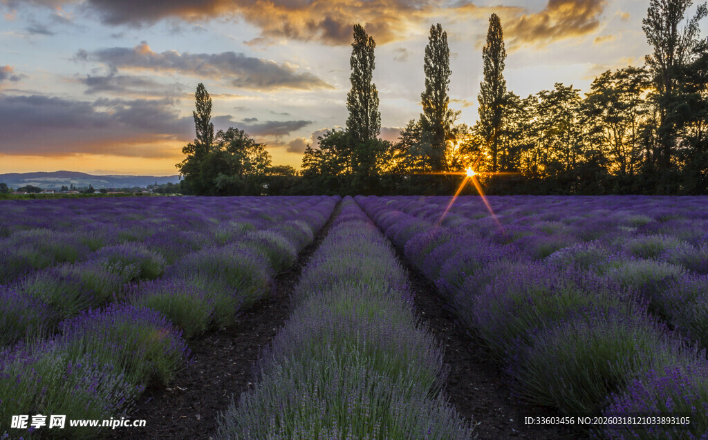 夕阳下的薰衣草田美景