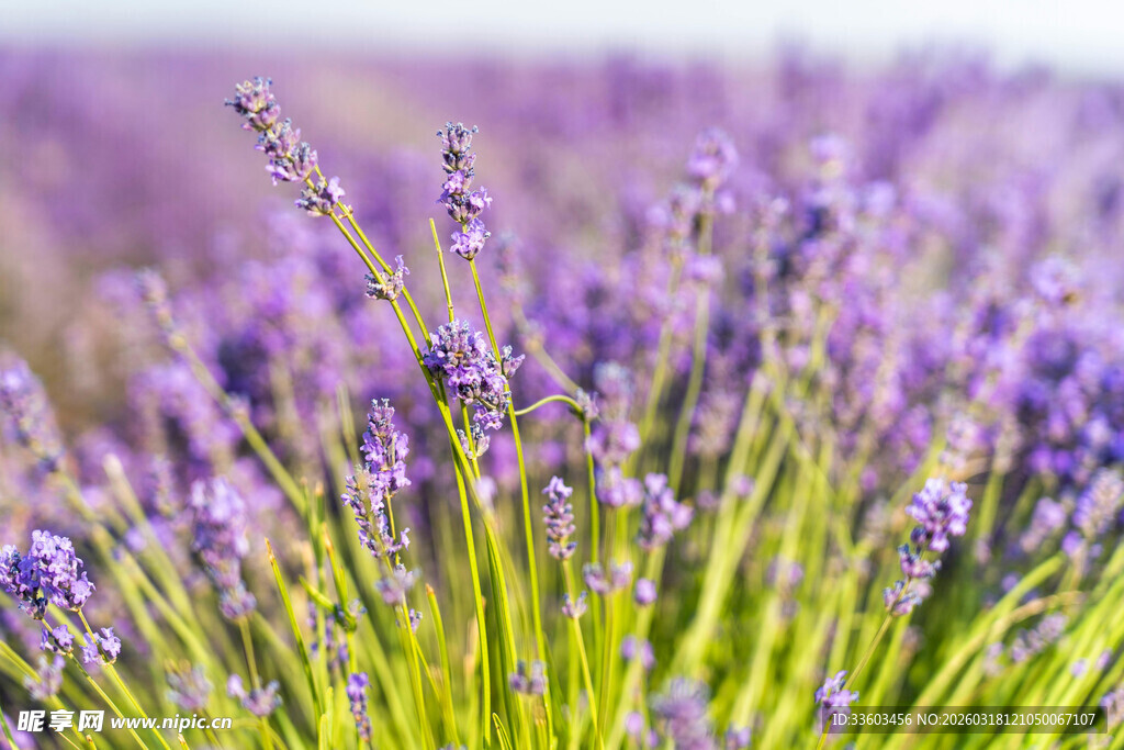 紫色薰衣草花田美景