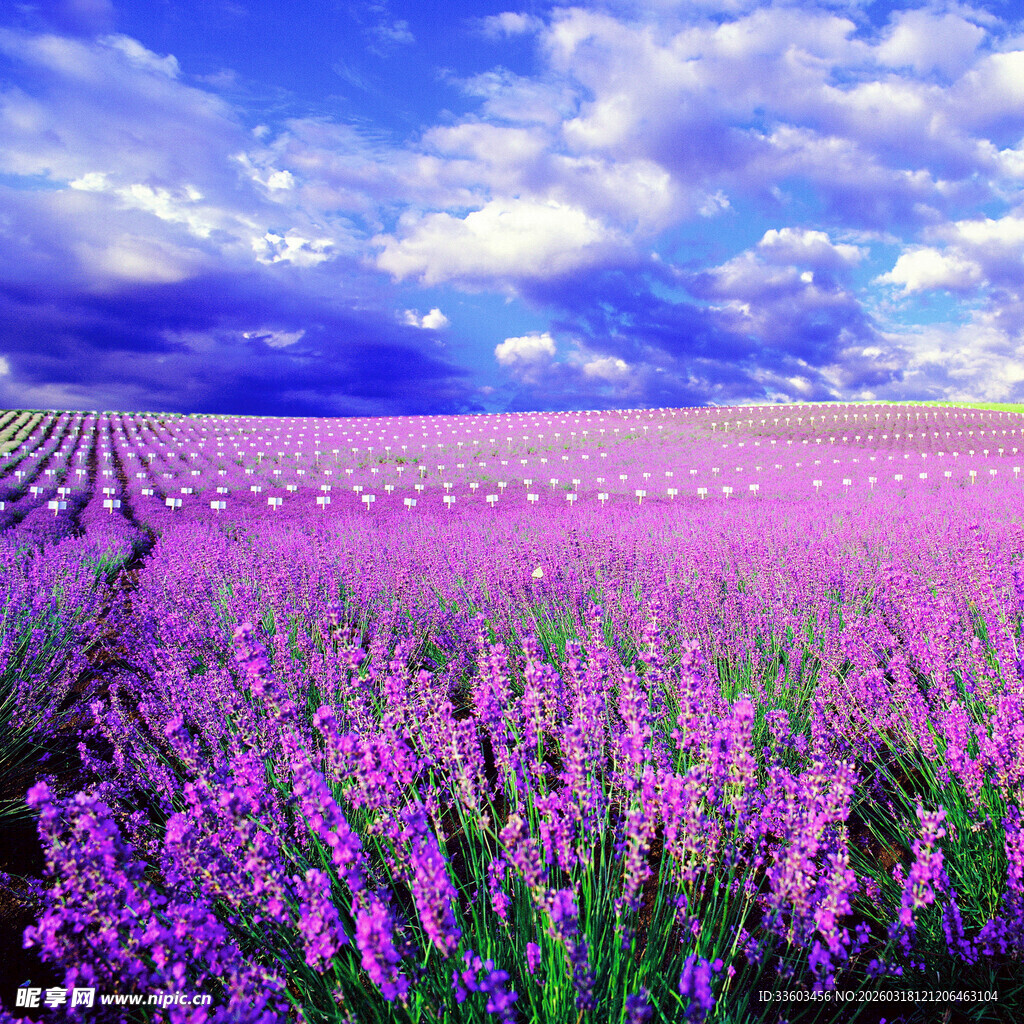 梦幻紫色薰衣草花田