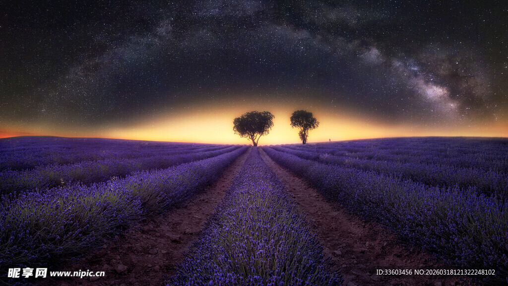 黄昏下的薰衣草田与孤树