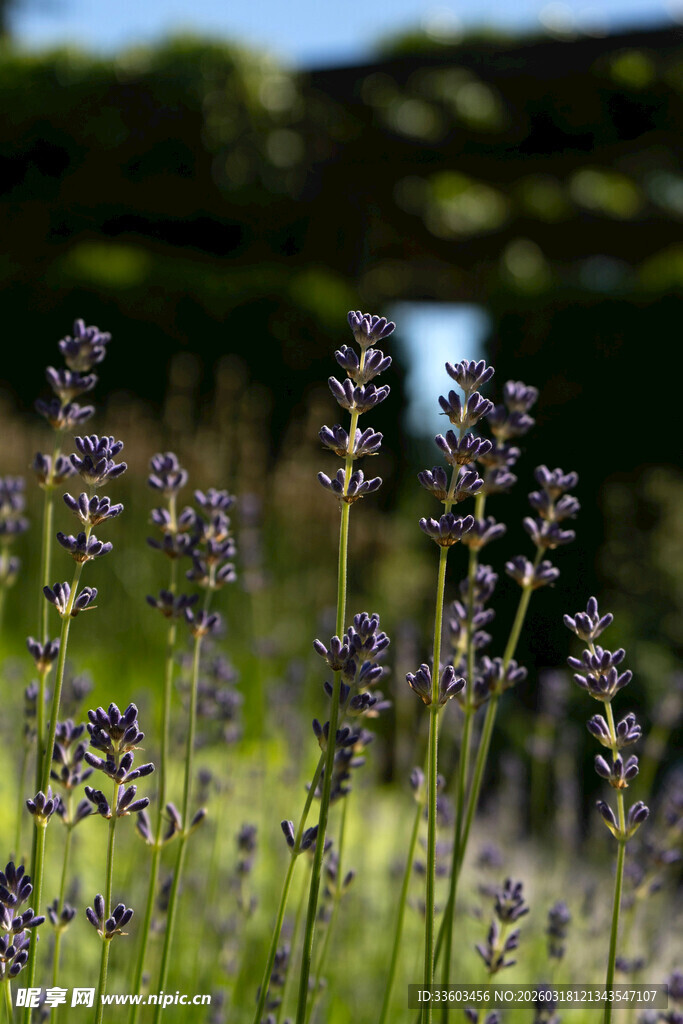 紫色薰衣草花田美景