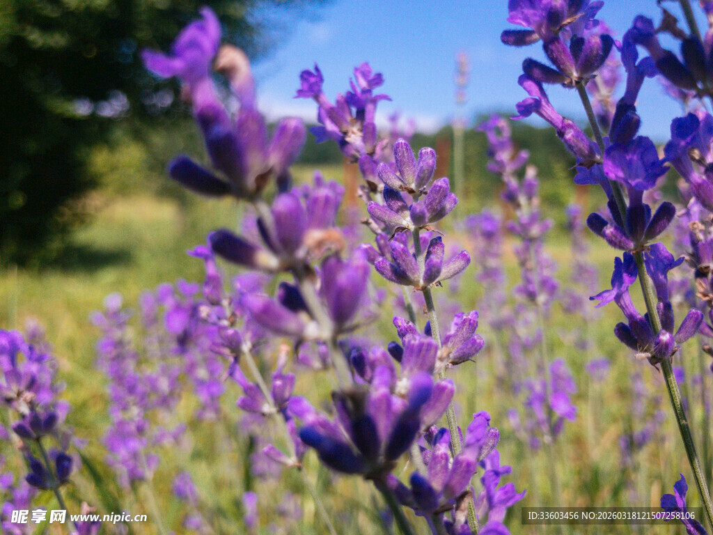 紫色薰衣草花海美景
