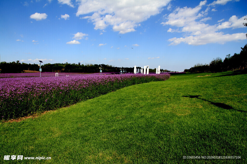 紫色花田与翠绿草地美景