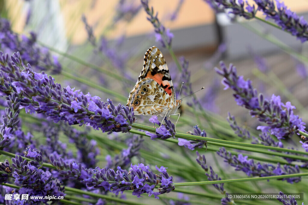 蝴蝶停驻在紫色薰衣草上