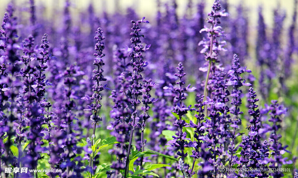 紫色鼠尾草花海美景