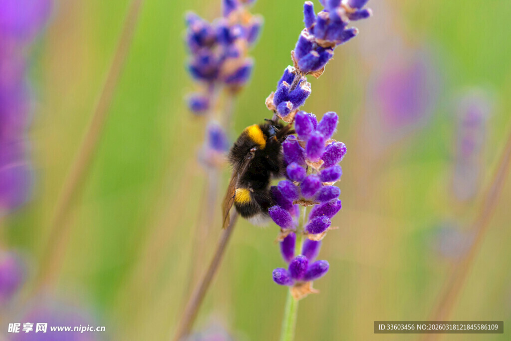 薰衣草上的蜜蜂