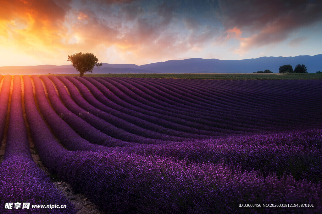 夕阳下的紫色薰衣草田