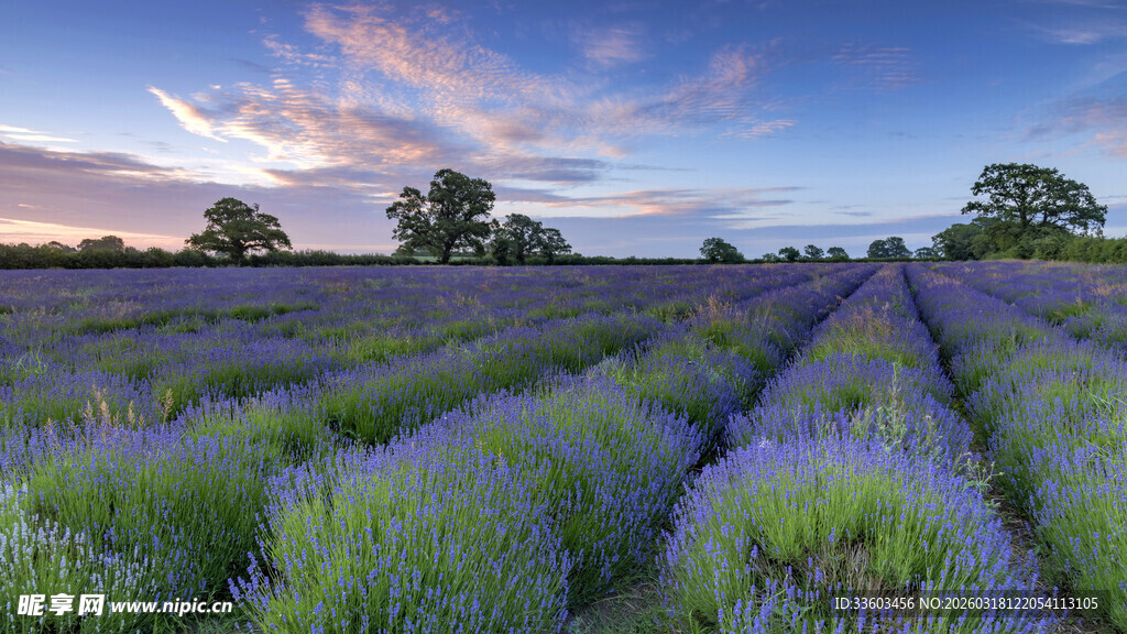 紫色薰衣草田的美丽黄昏