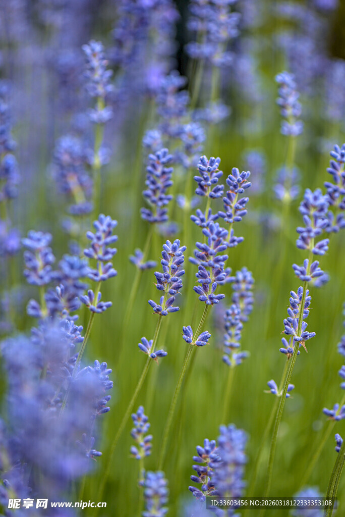 紫色薰衣草花海美景