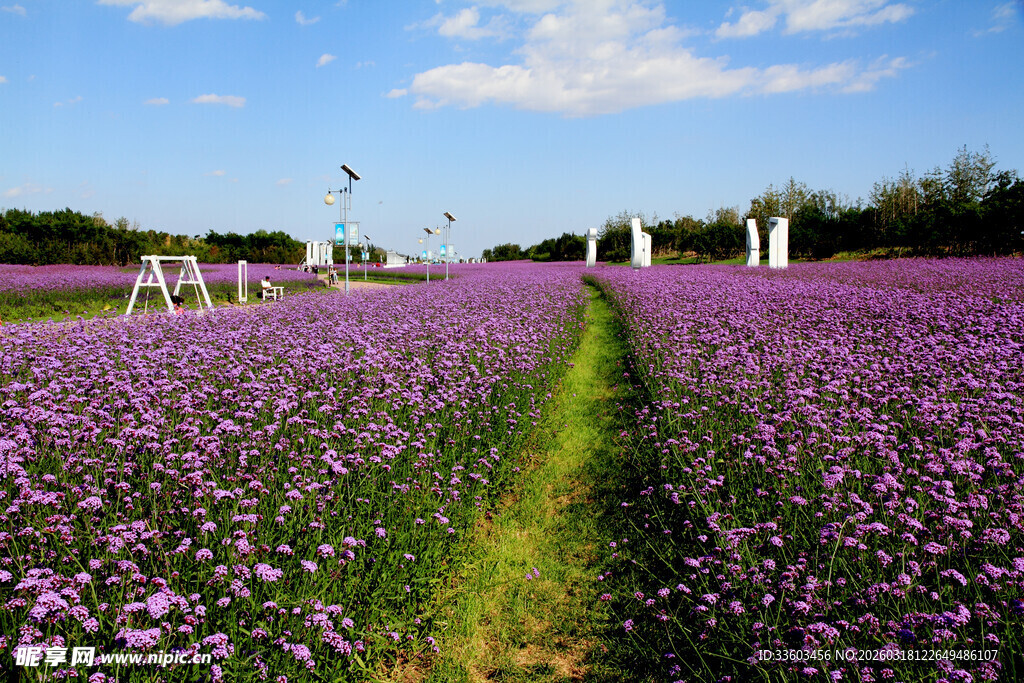 紫色花海田园美景
