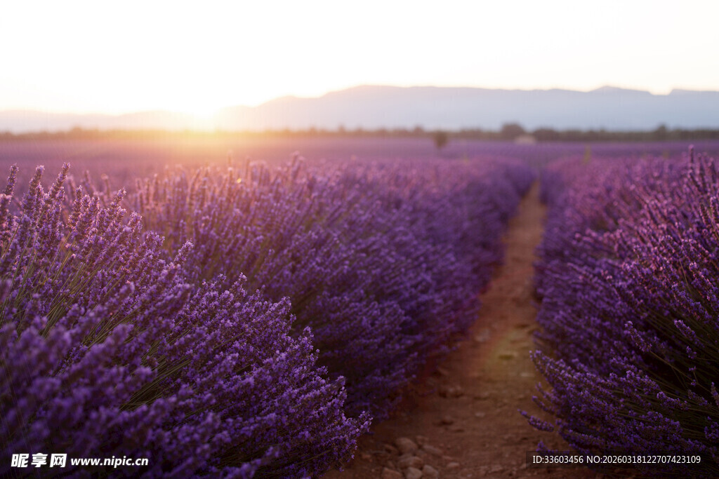 夕阳下的浪漫薰衣草田