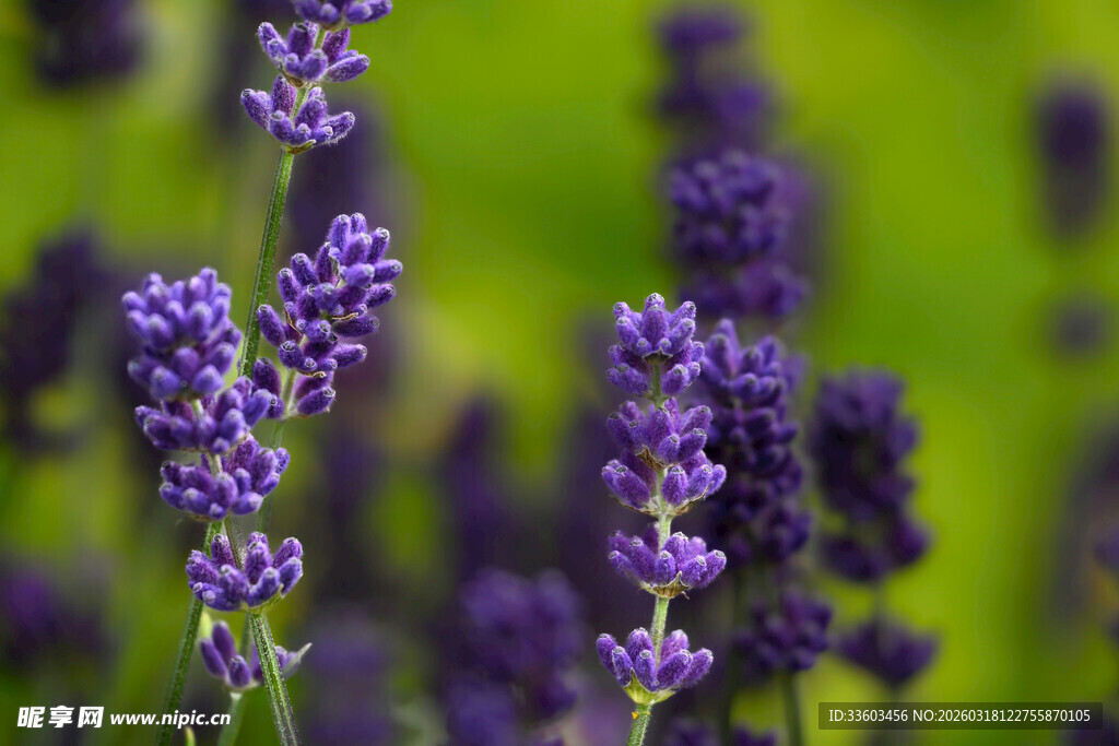 紫色薰衣草绽放的美丽