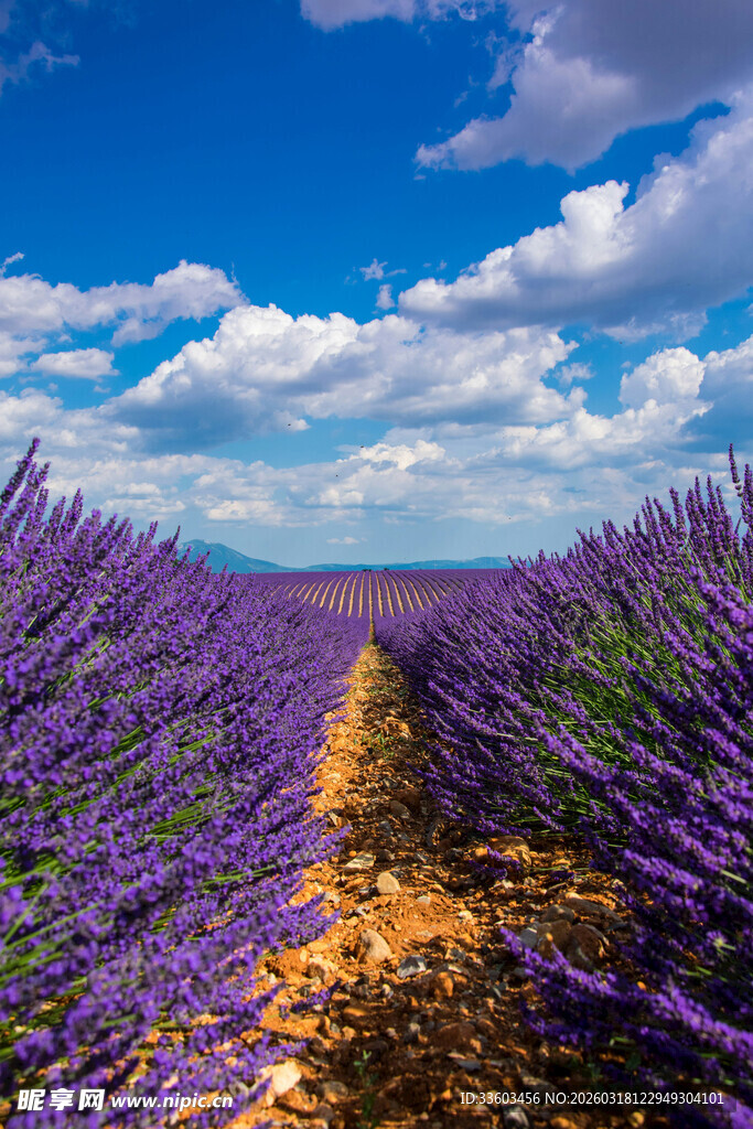 紫色薰衣草田的美丽景致