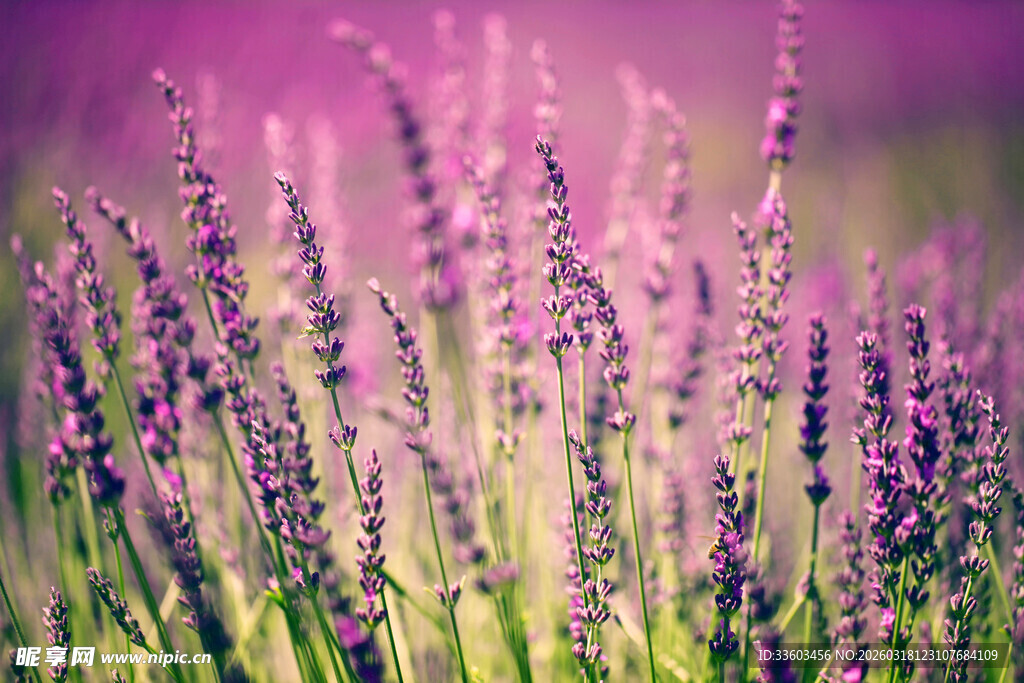紫色薰衣草花田美景