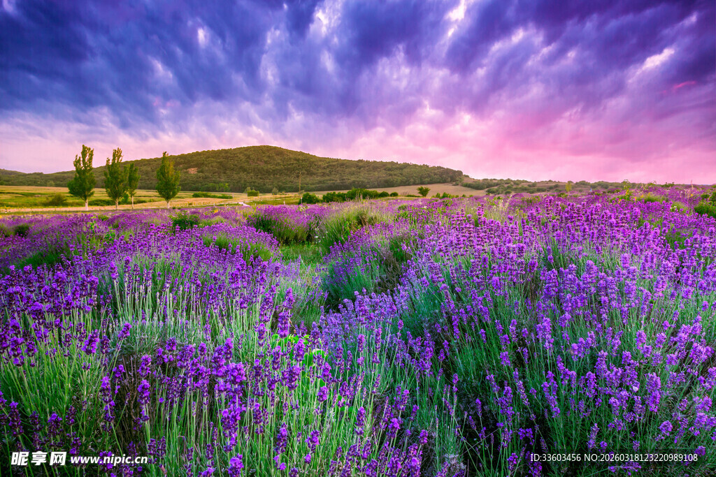 梦幻薰衣草田的美丽黄昏